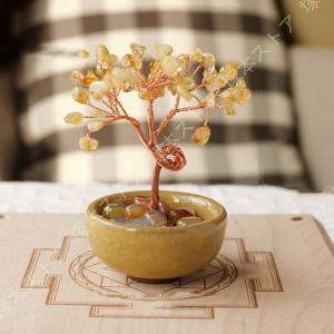 金福を呼び込む財樹 黄金木 招財樹 金のなる木 黄水晶 風水アイテム 金