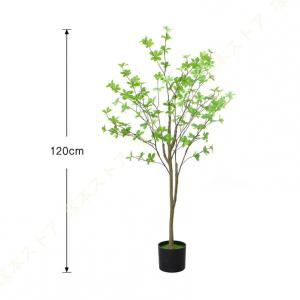 ドウダンツツジ 観葉植物 大型 おしゃれ お祝...の詳細画像2