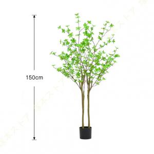 ドウダンツツジ 観葉植物 大型 おしゃれ お祝...の詳細画像3