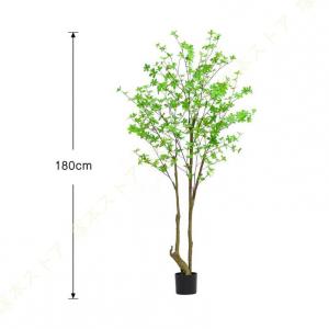 ドウダンツツジ 観葉植物 大型 おしゃれ お祝...の詳細画像4