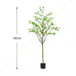 ドウダンツツジ 観葉植物 大型 おしゃれ お祝...の詳細画像5