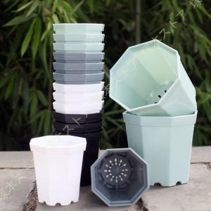 八角鉢 3寸 検/八角 プラ 鉢 アガベ鉢 台湾鉢 チタノタ titanota