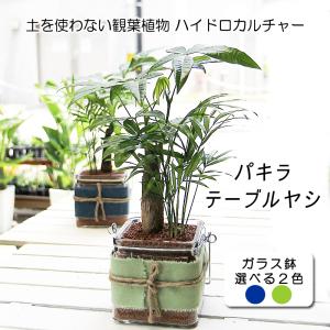 ハイドロカルチャー ガラスポットで水耕栽培 パキラとテーブルヤシの寄植え 鉢 ガラス 観葉植物 父の日 ギフト プレゼント