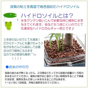 ハイドロカルチャー ガラスポットで水耕栽培 パ...の詳細画像1