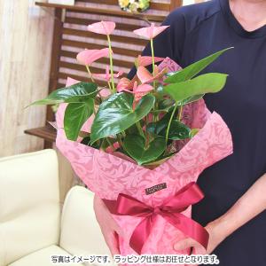 アンスリウム アンスリューム 鉢花 チャンピオ...の詳細画像4
