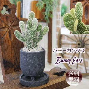 観葉植物 サボテン バニーカクタス 白桃扇 ゴールデンバニーカクタス 金烏帽子 黒丸三足器 多肉植物 プレゼント ギフト 退職祝い