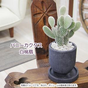 観葉植物 サボテン バニーカクタス 白桃扇 ゴ...の詳細画像1
