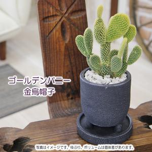 観葉植物 サボテン バニーカクタス 白桃扇 ゴ...の詳細画像2