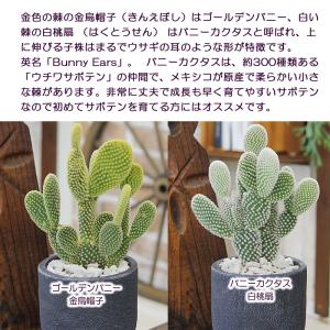 観葉植物 サボテン バニーカクタス 白桃扇 ゴ...の詳細画像3