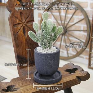 観葉植物 サボテン バニーカクタス 白桃扇 ゴ...の詳細画像5