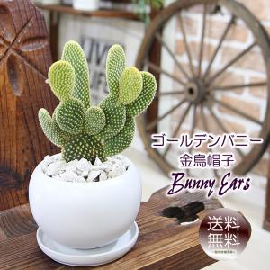 電磁波サボテン セレウス 電磁波吸収します サボテン : パリジェンヌ