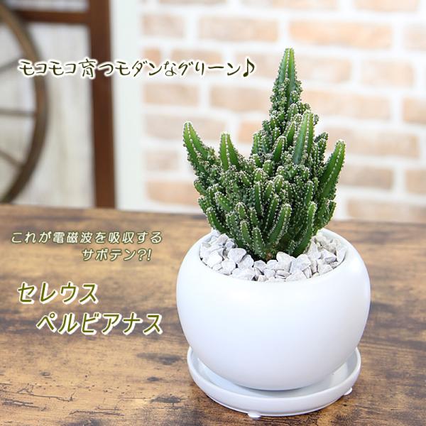 モコモコ育つ セレウスペルヴィアヌス サボテン 多肉植物 観葉植物 ギフト プレゼント 誕生日
