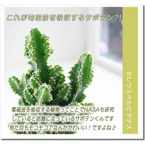 モコモコ育つ セレウスペルヴィアヌス サボテン...の詳細画像1