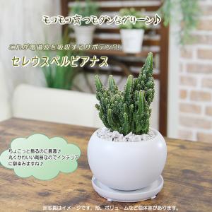 モコモコ育つ セレウスペルヴィアヌス サボテン...の詳細画像2