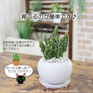 モコモコ育つ セレウスペルヴィアヌス サボテン...の詳細画像3