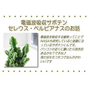 モコモコ育つ セレウスペルヴィアヌス サボテン...の詳細画像4