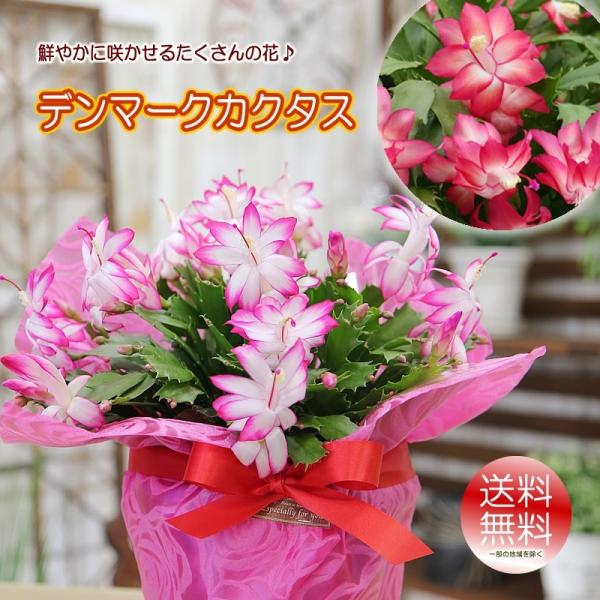 デンマークカクタス 鮮やかに咲かせるたくさんの花 シャコバサボテン 鉢花 鉢植え クリスマス お歳暮...