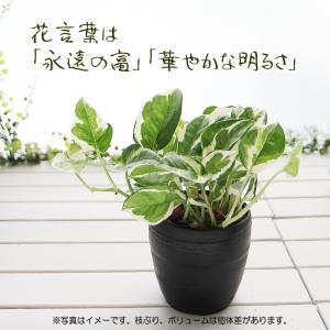 ポトス エンジョイ 3.5号 丸いプラ鉢 観葉...の詳細画像1
