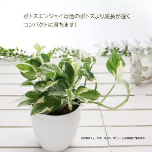 ポトス エンジョイ 3.5号 丸いプラ鉢 観葉...の詳細画像2