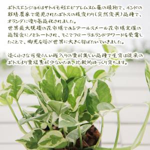 ポトス エンジョイ 3.5号 丸いプラ鉢 観葉...の詳細画像3