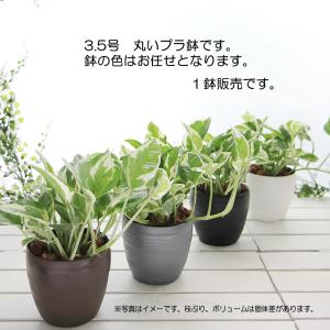 ポトス エンジョイ 3.5号 丸いプラ鉢 観葉...の詳細画像4
