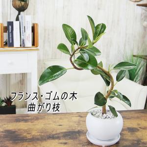 斑入り アガベ アテナータ レイオブライト 4号 ポット 多肉植物 観葉