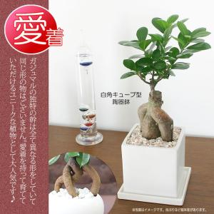 ガジュマル 観葉植物 ガジュマルの木 幸福をも...の詳細画像4