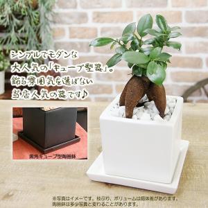 ガジュマル 観葉植物 ガジュマルの木 幸福をも...の詳細画像5
