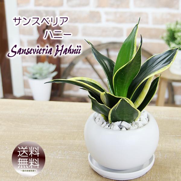 サンスベリア サンセベリア ハニー 空気をきれいにする 観葉植物 プレゼント ギフト 新築祝い 開店...