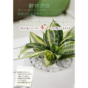 サンスベリア サンセベリア ハニー 空気をきれ...の詳細画像2