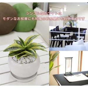 サンスベリア サンセベリア ハニー 空気をきれ...の詳細画像3