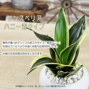サンスベリア サンセベリア ハニー 空気をきれ...の詳細画像4