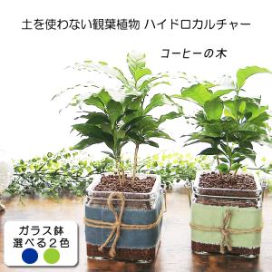 ハイドロカルチャー コーヒーの木 コーヒーノキ 鉢 ガラス カジュアルなガラスポットで水耕栽培 ギフト プレゼント 誕生日