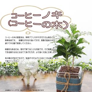 ハイドロカルチャー コーヒーの木 コーヒーノキ...の詳細画像1