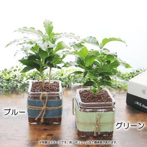 ハイドロカルチャー コーヒーの木 コーヒーノキ...の詳細画像5