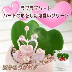 送料無料 いつも一緒にいたいから大切に育ててね　ハート形のかわいい植物　カップル ハートホヤ ベラ　多肉植物 観葉植物