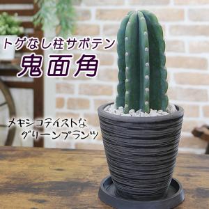 トゲなしサボテン 柱サボテン 鬼面角 送料無料 観葉植物 プレゼント ギフト 送料無料 卒業祝い 入学祝い 退職祝い｜tsukaguchi