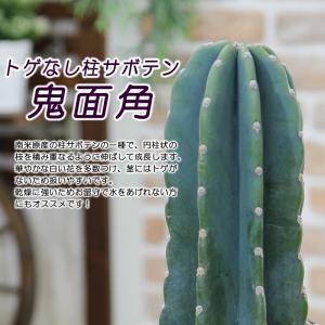 観葉植物 柱サボテン 鬼面角 トゲなしサボテン...の詳細画像1