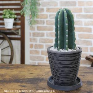 観葉植物 柱サボテン 鬼面角 トゲなしサボテン...の詳細画像2