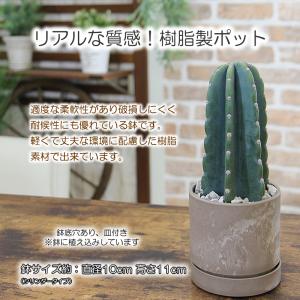 観葉植物 柱サボテン 鬼面角 トゲなしサボテン...の詳細画像3