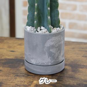 観葉植物 柱サボテン 鬼面角 トゲなしサボテン...の詳細画像4