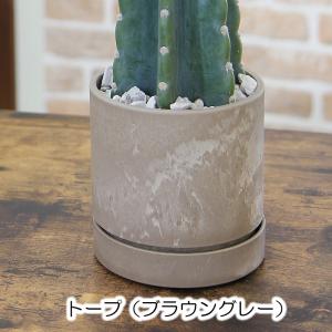 観葉植物 柱サボテン 鬼面角 トゲなしサボテン...の詳細画像5