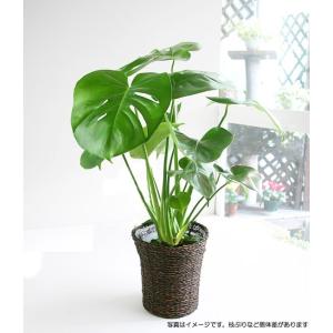 モンステラ 6号 鉢カバー付き 大きな葉で人気...の詳細画像1