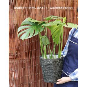 モンステラ 6号 鉢カバー付き 大きな葉で人気...の詳細画像4