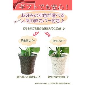 モンステラ 6号 鉢カバー付き 大きな葉で人気...の詳細画像5