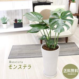 モンステラ 7号 ボリュームあるサイズ 鉢カバー付 観葉植物 プレゼント
