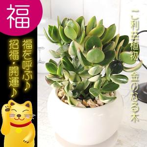 迎福 縁起良い金運植物 多肉植物 金のなる木 成金草 白丸器 送料無料 観葉植物 卒業祝い 入学祝い 退職祝い