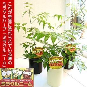 3鉢セット　虫除けハーブ　虫除けミラクル ニームの木　4号鉢　ミラクルハーブ　モスキートブロッカー 送料無料