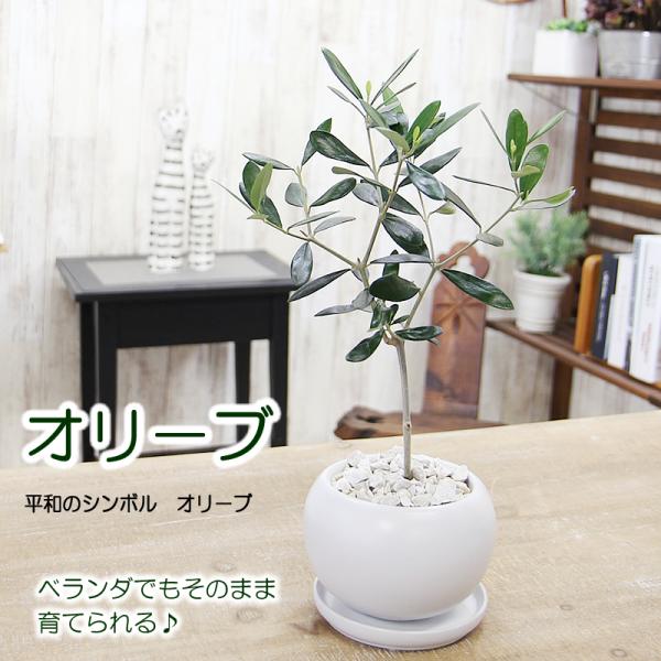オリーブの木 陶器鉢　観葉植物 送料無料 プレゼント ギフト 新築祝い 引越し祝い 開店祝い 誕生日...