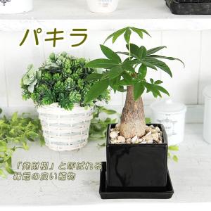 パキラ 陶器鉢 幸せの木 金運の木発財樹 観葉...の詳細画像1
